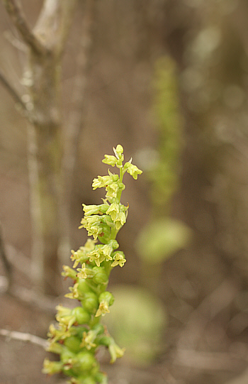 Gennaria diphylla, Punta Negra.