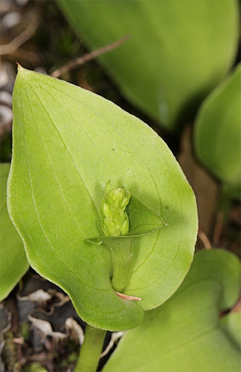 Neotinea maculata, Ermita de la Cruz del Carmen.