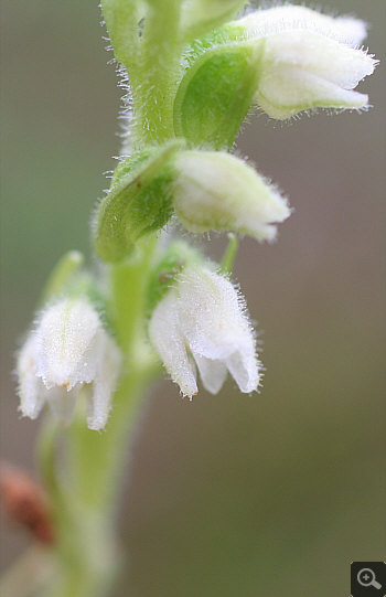 Goodyera repens, Wolfratshausen.