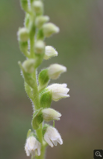 Goodyera repens, Wolfratshausen.