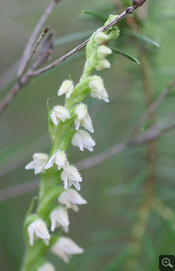 Goodyera repens, Wolfratshausen.