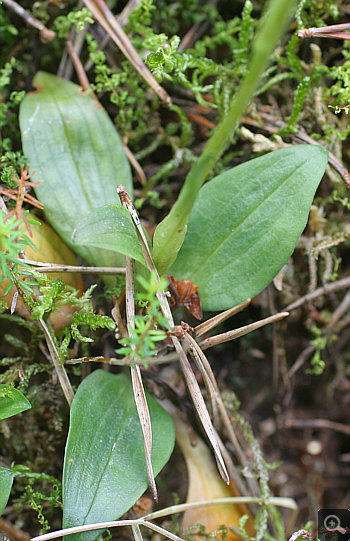 Blattrosette von Goodyera repens, zudem sind einige Wurzelausläufer zu sehen.