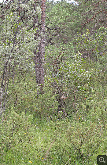 Habitat von Goodyera repens, Wolfratshausen.