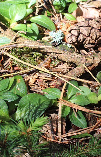 Blattrosette von Goodyera repens, zudem sind einige Wurzelausläufer zu sehen.