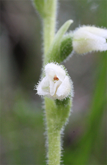 Goodyera repens, Wolfratshausen.