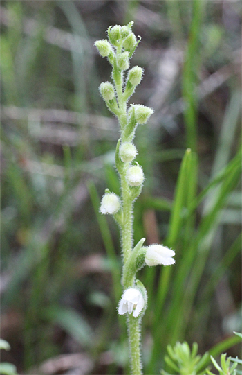 Goodyera repens, Wolfratshausen.