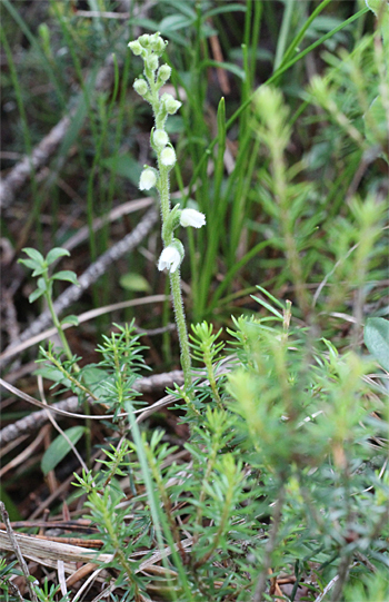 Goodyera repens, Wolfratshausen.