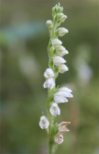 Goodyera repens, Wolfratshausen.