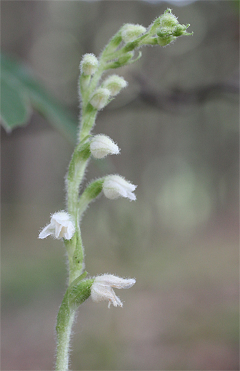 Goodyera repens, Wolfratshausen.