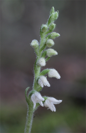 Goodyera repens, Wolfratshausen.