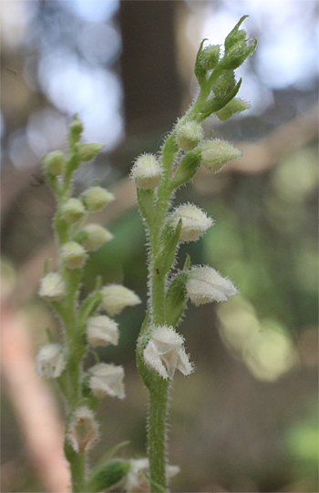 Goodyera repens, Wolfratshausen.