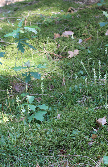 Goodyera repens, Wolfratshausen.