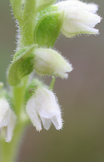 Goodyera repens