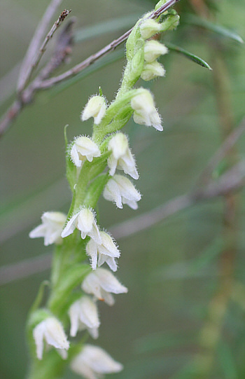 Goodyera repens