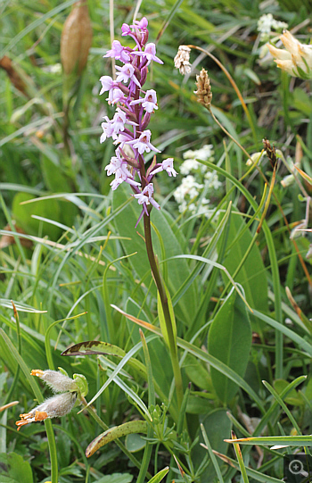 Gymnadenia alpina, Geigelstein.