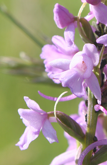 Gymnadenia conopsea ssp. conopsea, Landkreis Göppingen.