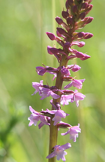 Gymnadenia conopsea ssp. conopsea, district Göppingen.