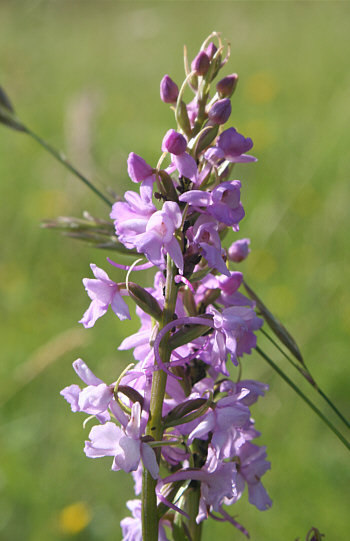 Gymnadenia conopsea ssp. conopsea, district Göppingen.