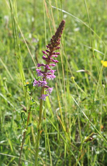 Gymnadenia conopsea ssp. conopsea, Landkreis Göppingen.