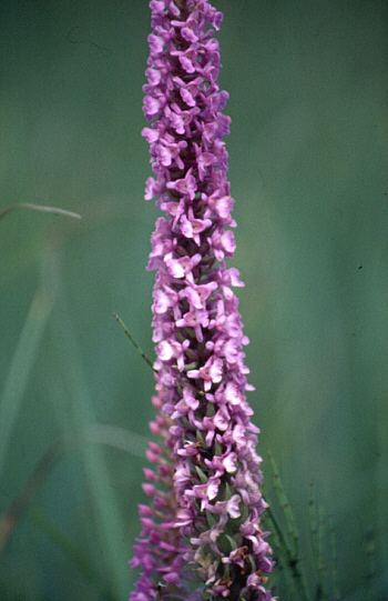 Gymnadenia conopsea var. densiflora, district Dillingen.