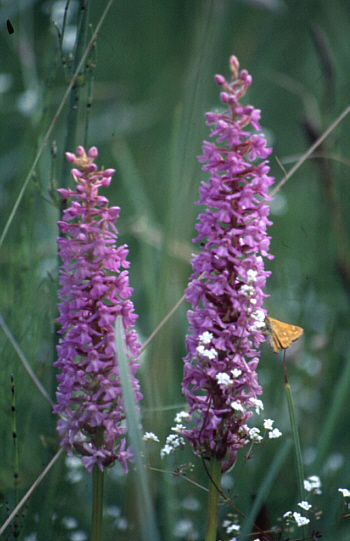 Gymnadenia conopsea var. densiflora, district Dillingen.