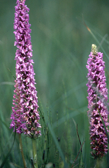 Gymnadenia conopsea var. densiflora, district Dillingen.