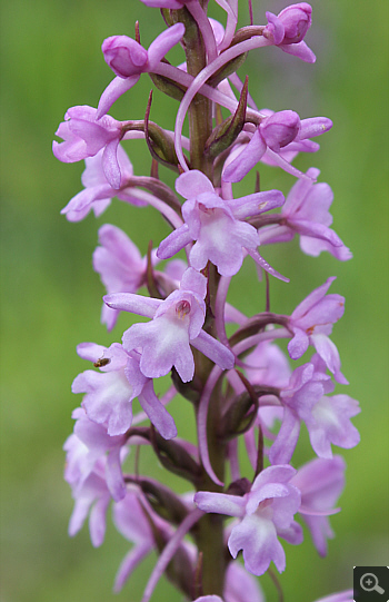 Gymnadenia conopsea ssp. conopsea, district Heidenheim.