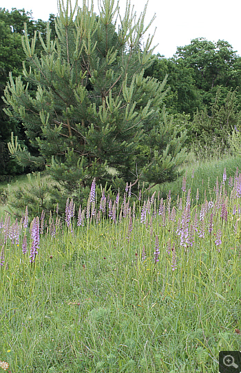 Gymnadenia conopsea ssp. conopsea, district Heidenheim.