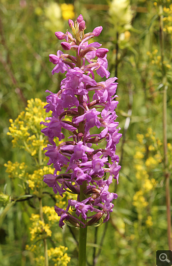 Gymnadenia conopsea ssp. conopsea, Rain am Lech.