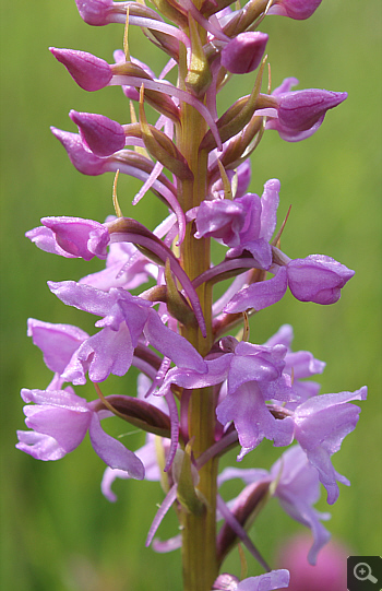 Gymnadenia conopsea ssp. serotina, Landkreis Rosenheim.