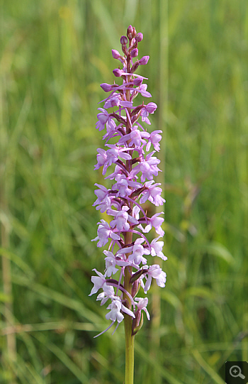 Gymnadenia conopsea ssp. serotina, Landkreis Rosenheim.