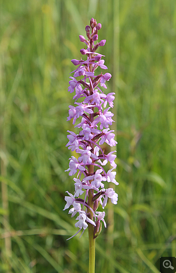 Gymnadenia conopsea ssp. serotina, district Rosenheim.