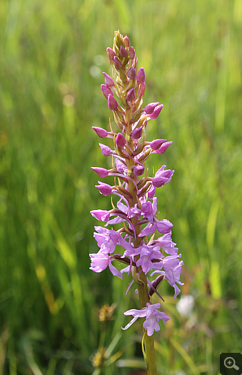 Gymnadenia conopsea ssp. serotina, Landkreis Rosenheim.