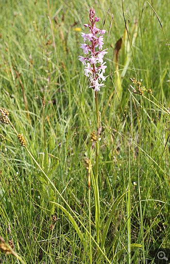 Gymnadenia conopsea ssp. serotina, Landkreis Rosenheim.