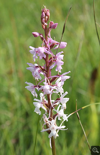 Gymnadenia conopsea ssp. serotina, district Rosenheim.