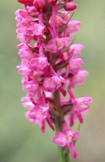 Gymnadenia odoratissima, Landkreis Göppingen.