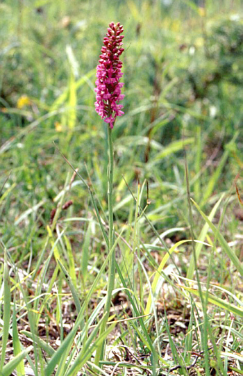 Gymnadenia odoratissima, Landkreis Göppingen.