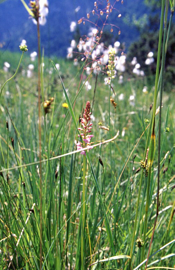 Gymnadenia odoratissima, South Bavaria.