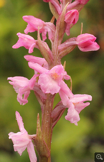 Gymnadenia odoratissima, Lawinenstein.