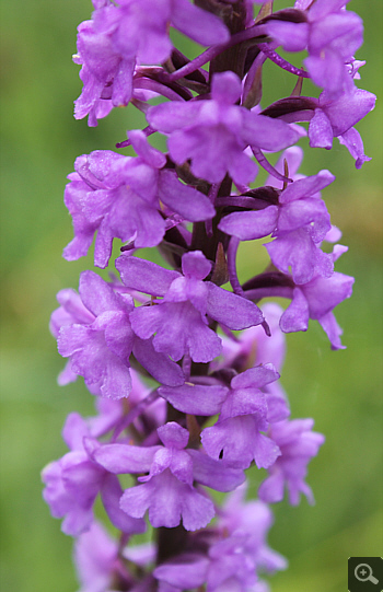 Gymnadenia splendida ssp. odorata, Landkreis Rosenheim.