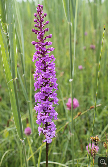 Gymnadenia splendida ssp. odorata, Landkreis Rosenheim.