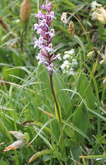 Gymnadenia alpina