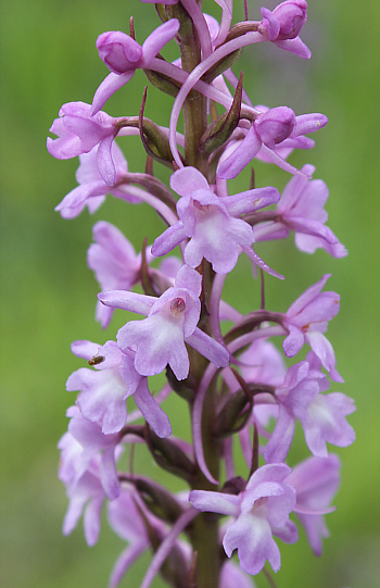 Gymnadenia conopsea ssp. conopsea