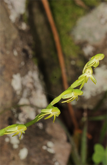 Habenaria tridactylites, Cruz del Camino.