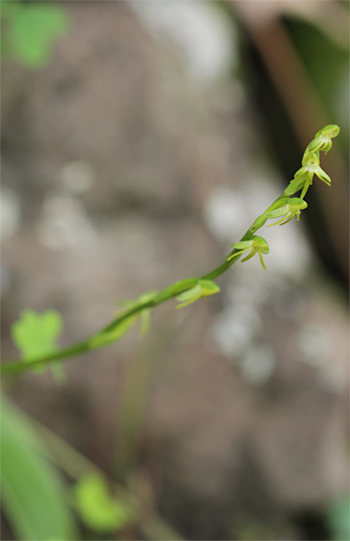 Habenaria tridactylites, Cruz del Camino.