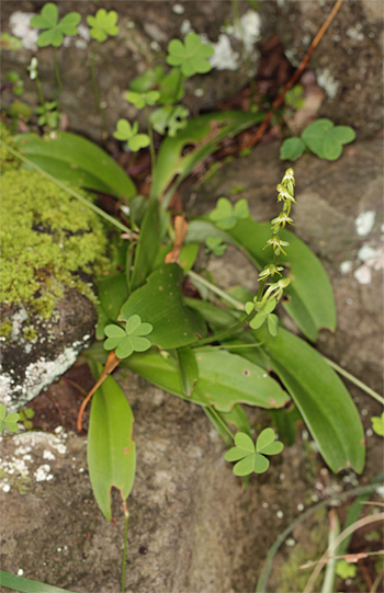 Habenaria tridactylites, Cruz del Camino.