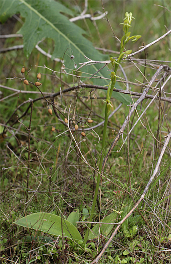 Habenaria tridactylites, westlich Masca.