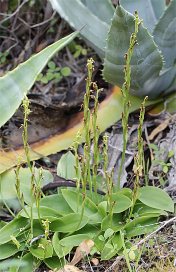 Habenaria tridactylites, westlich Masca.