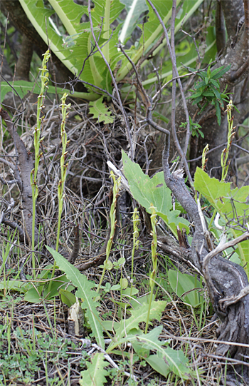 Habenaria tridactylites, westlich Masca.