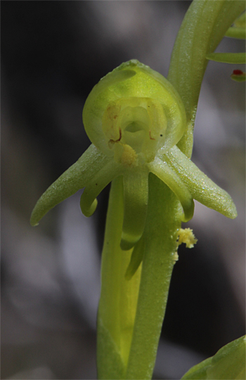 Habenaria tridactylites, westlich Masca.